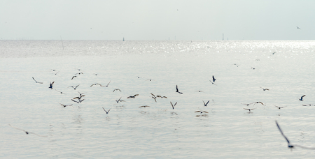 Seagull was flying above the sea shore during sunset Dec 2017.の写真素材