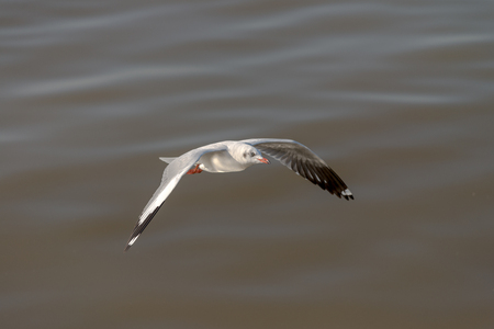Seagull was flying above the sea shore during sunset Dec 2017.の写真素材