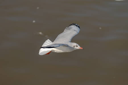 Seagull was flying above the sea shore during sunset Dec 2017.の写真素材