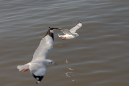 Seagull was flying above the sea shore during sunset Dec 2017.の写真素材
