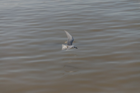 Seagull was flying above the sea shore during sunset Dec 2017.の写真素材