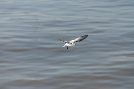 Seagull was flying above the sea shore during sunset Dec 2017.の写真素材