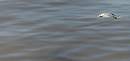 Seagull was flying above the sea shore during sunset Dec 2017.の写真素材