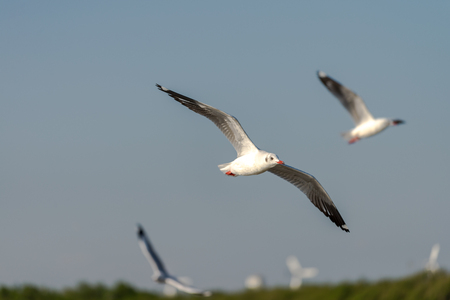 Seagull was flying above the sea shore during sunset Dec 2017.の写真素材