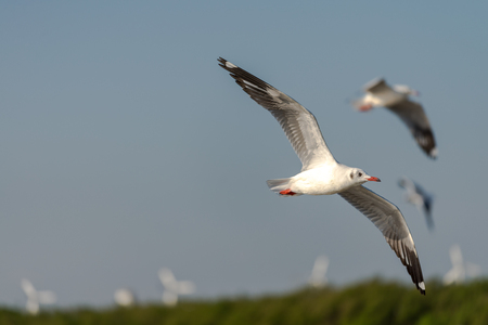Seagull was flying above the sea shore during sunset Dec 2017.の写真素材