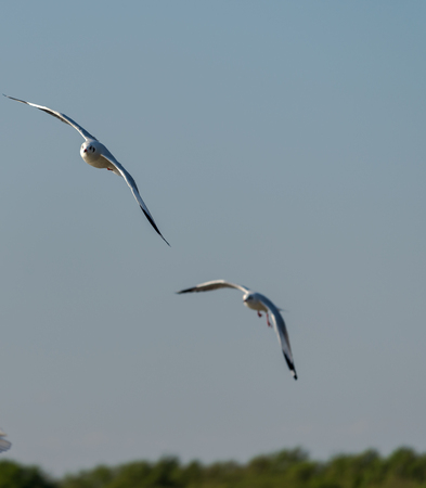 Seagull was flying above the sea shore during sunset Dec 2017.の写真素材