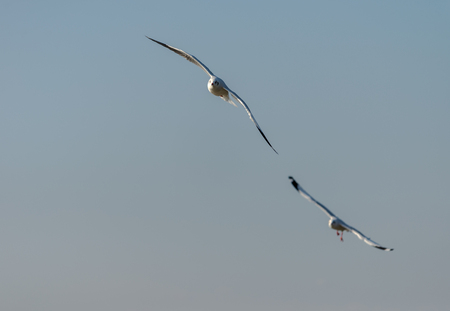 Seagull was flying above the sea shore during sunset Dec 2017.の写真素材