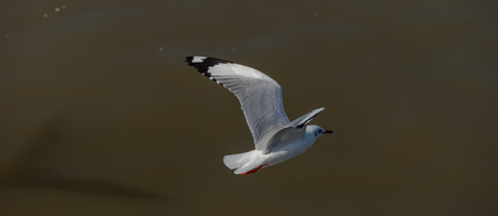 Seagull was flying above the sea shore during sunset Dec 2017.の写真素材