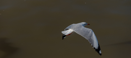 Seagull was flying above the sea shore during sunset Dec 2017.の写真素材