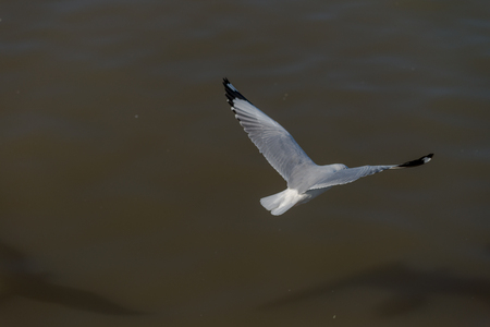 Seagull was flying above the sea shore during sunset Dec 2017.の写真素材