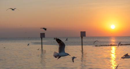 Seagull was flying above the sea shore during sunset Dec 2017.の写真素材