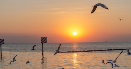 Seagull was flying above the sea shore during sunset Dec 2017.の写真素材