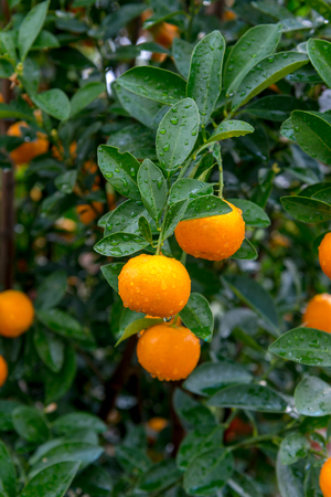 Kumquat treeâs for decoration during Lunar New Year in Vietnam.の写真素材