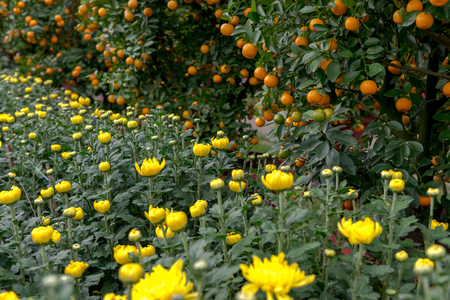 Kumquat treeâs for decoration during Lunar New Year in Vietnam.の写真素材
