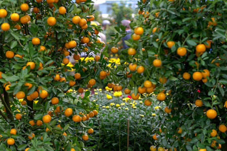 Yellow apricot blossom Vietnamese Lunar New Year holiday in northの写真素材