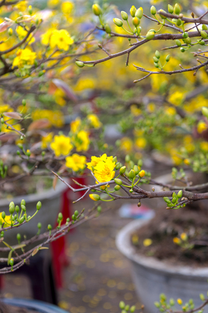 Yellow apricot blossom Vietnamese Lunar New Year holiday in northの写真素材