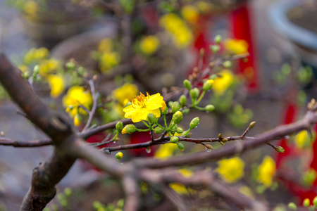 Yellow apricot blossom Vietnamese Lunar New Year holiday in northの写真素材