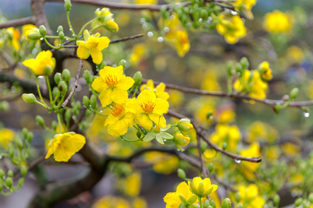 Yellow apricot blossom Vietnamese Lunar New Year holiday in northの写真素材