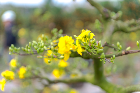 Yellow apricot blossom Vietnamese Lunar New Year holiday in northの写真素材