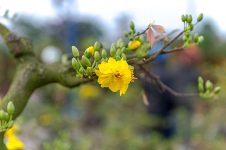 Yellow apricot blossom Vietnamese Lunar New Year holiday in northの写真素材