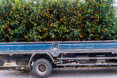 Kumquat treeâs for decoration during Lunar New Year in Vietnam.の写真素材