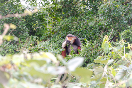 Red-shanked Douc- Langur on Son Tra peninsula in Da Nang City, Vietnamの写真素材