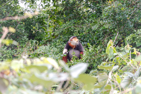 Red-shanked Douc- Langur on Son Tra peninsula in Da Nang City, Vietnamの写真素材