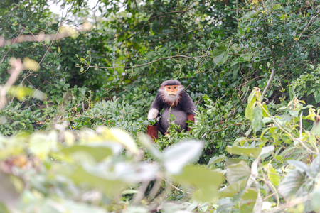 Red-shanked Douc- Langur on Son Tra peninsula in Da Nang City, Vietnamの写真素材