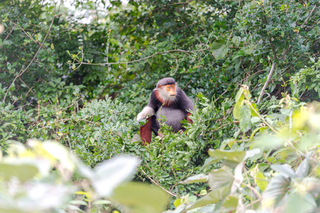 Red-shanked Douc- Langur on Son Tra peninsula in Da Nang City, Vietnamの写真素材