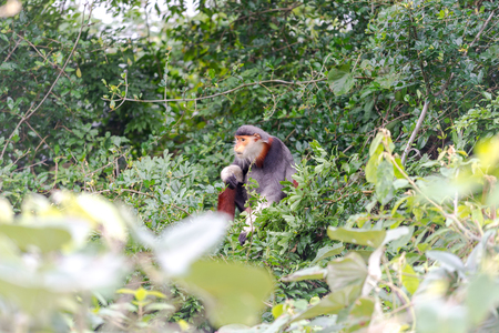 Red-shanked Douc- Langur on Son Tra peninsula in Da Nang City, Vietnamの写真素材