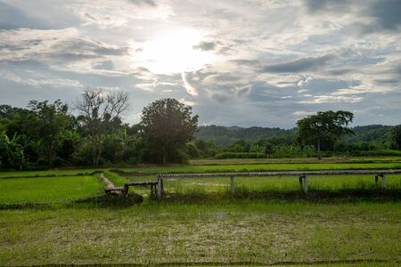 Landscape of rice field at sunset Sukhothai, Thailand.の写真素材