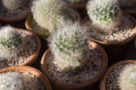 Cactus in the plant pot garden backgroundの写真素材