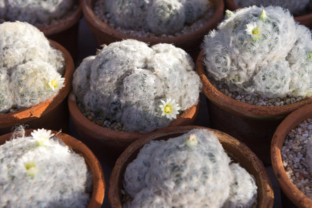 Cactus in the plant pot garden background