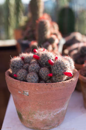 Cactus in the plant pot garden backgroundの写真素材
