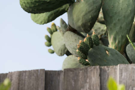 Cactus in the plant pot garden backgroundの写真素材