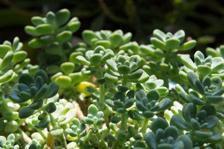 Cactus in the plant pot garden backgroundの写真素材