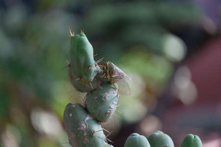 Cactus in the plant pot garden backgroundの写真素材