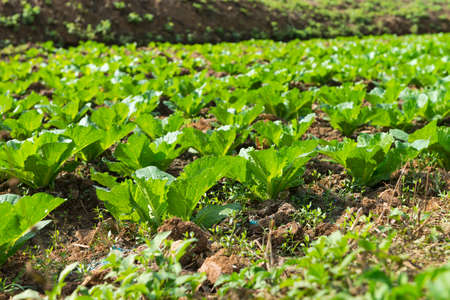 Vegetable in the backyard garden.の写真素材