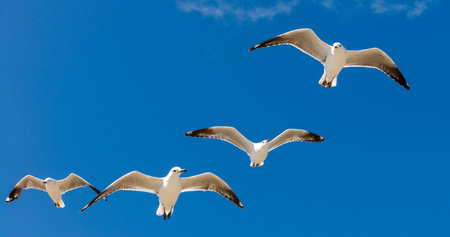Seagull was flying above Chelsea Beach during summer, Australia Dec 2019.