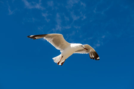 Seagull was flying above Chelsea Beach during summer, Australia Dec 2019.の写真素材