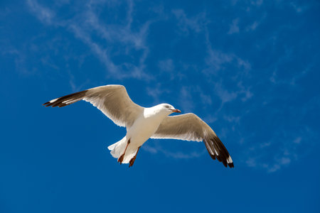 Seagull was flying above Chelsea Beach during summer, Australia Dec 2019.の写真素材