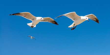 Seagull was flying above Chelsea Beach during summer, Australia Dec 2019.の写真素材