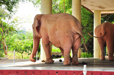 Royal white elephant in Yangon, Myanmarの写真素材