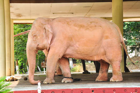 Royal white elephant in Yangon, Myanmarの写真素材