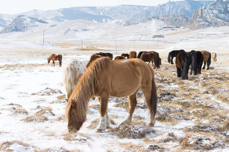 Herd of Horses at Gorkhi-Terelj National Park at Ulaanbaatar, Mongolia. Winter Jan 25 2019.の写真素材
