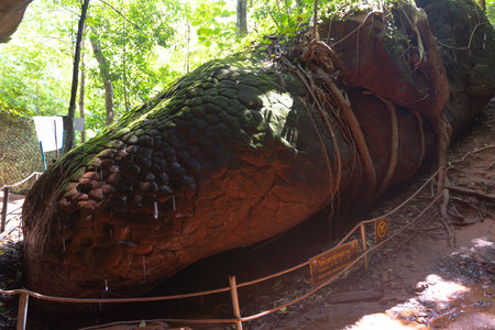The giant sequoia ( sequoia) in the forestの写真素材