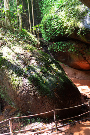 Boulders in the rainforest of Borneo, Malaysiaの写真素材
