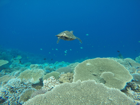 Sea turtle in the oceanの写真素材