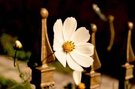 a  beautiful white flower on the fenceの写真素材