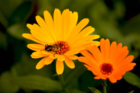 a bee on a yellow flowerの写真素材